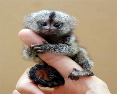 amazing world  smallest animals     world