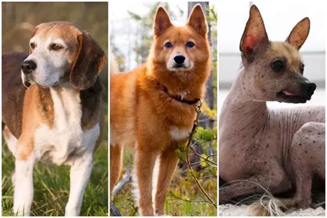 rarest dog breeds   rare dogs native american dog