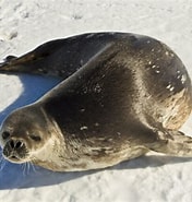 Afbeeldingsresultaten voor Weddellzeehond. Grootte: 176 x 185. Bron: www.dierenfun.com