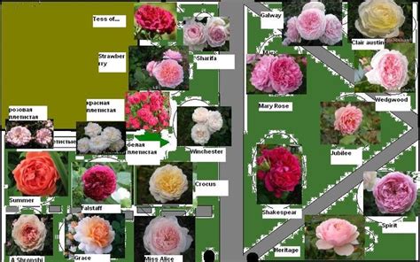 roses colour combinations rozy posadka roz tsvetovodstvo