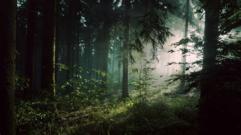 nature landscape trees forest leaves branch sun rays mist