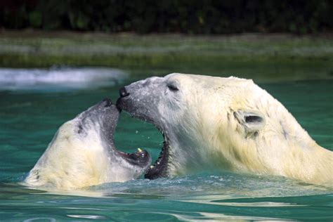 nein mein maul ist groesser als deins foto bild tiere zoo wildpark