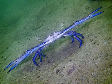 blue swimmer crab this crab with a wingspan of about 80