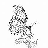 Kupu Mewarnai Hitam Putih Alamendah Fauna Batik Sketsa Hewan Kartun Mudah Tanaman Paud Obat sketch template