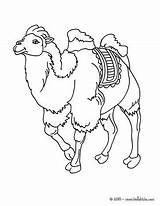 Chameau Coloriages Chameaux Hellokids Coloring Dromadaire Camelo Camel Dromadaires Chamelle Concernant Bactrian Camelos Greatestcoloringbook Danieguto Camels sketch template