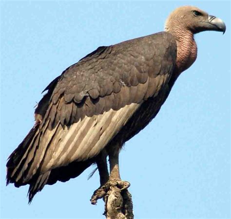 heresy hunter  vulture    patient bird