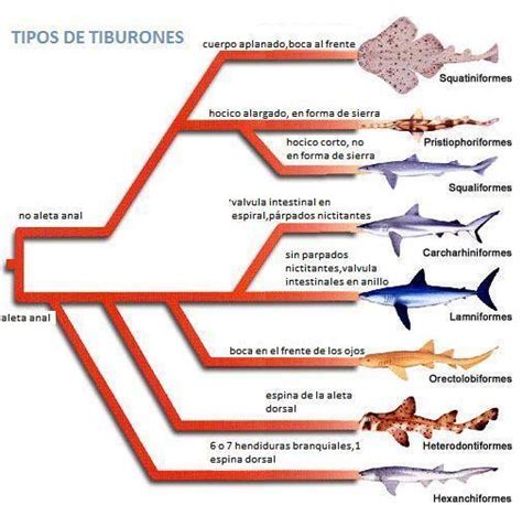 Tipos De Tiburones Tiburonpedia