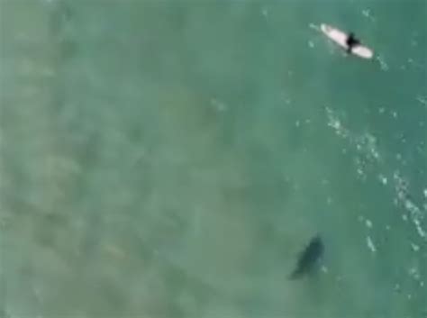 drone footage shows shark approach unsuspecting surfer