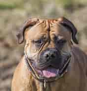 Billedresultat for World dansk Fritid Husdyr Hunde Racer Schnauzere, Pinschere, Molosser Og Sennenhunde Bullmastiff. størrelse: 176 x 185. Kilde: muy.dk