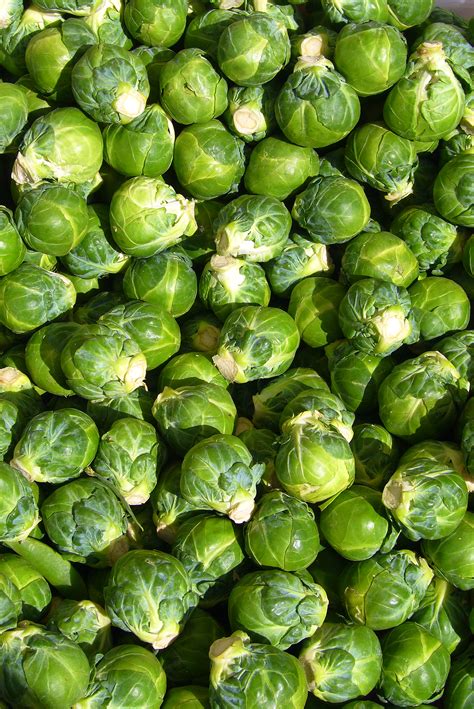 brussels sprout wikipedia