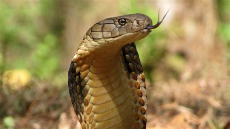 king cobra close up photos search for king cobra national