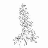 Bluebonnet Coloring Bonnet Blue Printable Drawing Getcolorings Getdrawings Pages Color Print sketch template