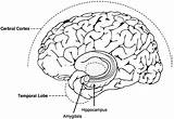 Brain Hippocampus Discovering Nap Edu sketch template