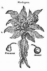 Mandrake Mandragora Root Illustration Herbs Mandrakes Folklore Masque Occult Christopher Fruit Google History Moon Books 1583 Rare Collection Magical Uses sketch template