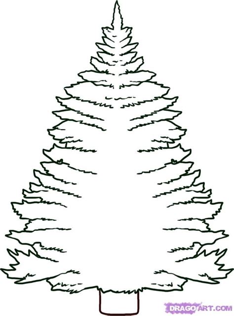 pine tree coloring pages coloring home