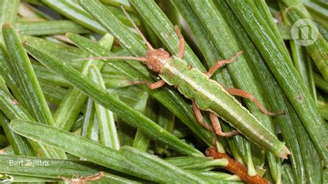 Sex Pays Off For Stick Insects Despite Costs Research Highlights