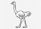Ostrich Coloring Colouring Pages Ostriches Clipart Colour Handout Kids  sketch template