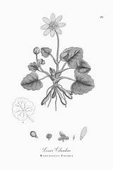 Ficaria Ranunculus Celandine Lesser sketch template