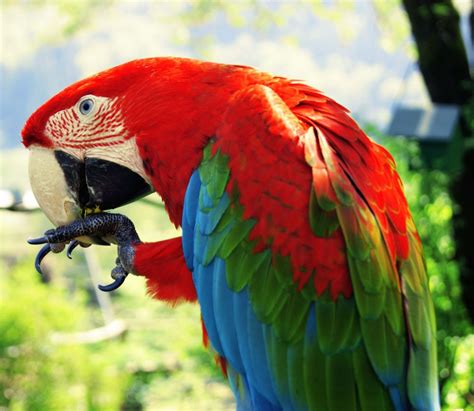 papagei frisst loewenzahn foto bild tiere zoo wildpark falknerei voegel bilder auf