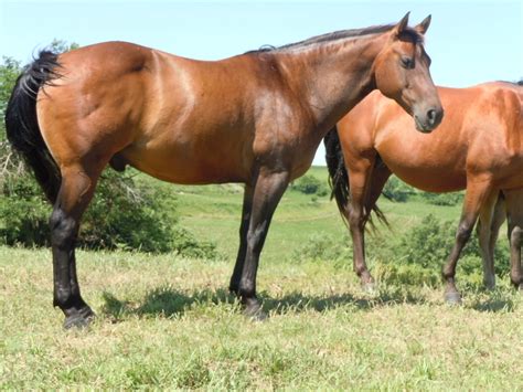 quarter horses  sale horse classifieds quarter roping ranch horses