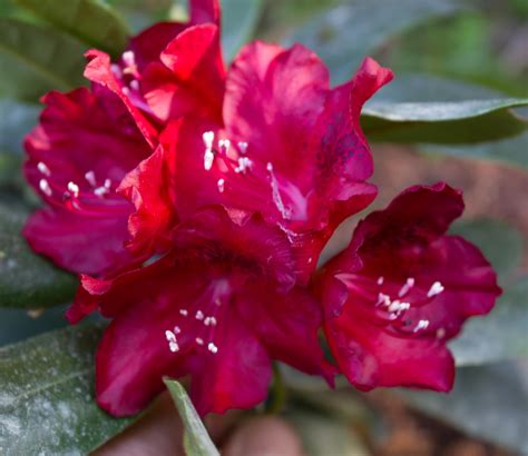 A R B Rhododendron Cherry Kiss