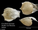Afbeeldingsresultaten voor "cavolinia uncinata pulsatapusilla Pulsatoides". Grootte: 125 x 100. Bron: www.marinespecies.org