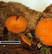 Afbeeldingsresultaten voor "cymatocylis kerguelensis". Grootte: 177 x 185. Bron: virtualmycota.landcareresearch.co.nz