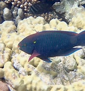 Afbeeldingsresultaten voor Scarus niger. Grootte: 173 x 185. Bron: www.snorkeling-report.com