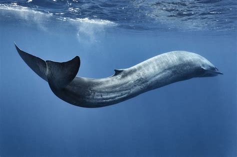 blue whale archives biographic