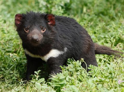 tasmanian devil cute