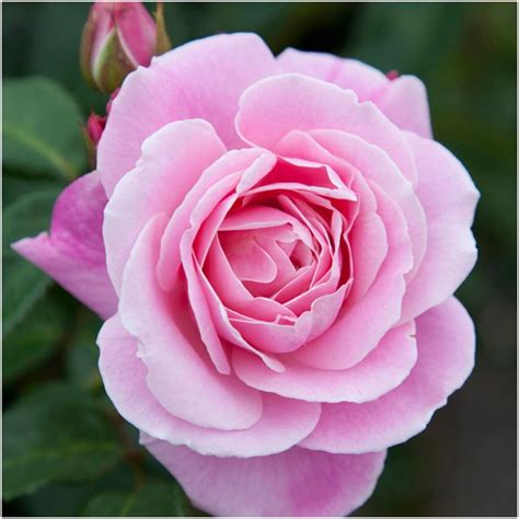 Wise Woman Bush Roses By Name Shades Of Pink Hybrid