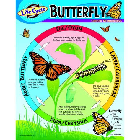 butterfly life cycle poster  butterflies   top  bottom