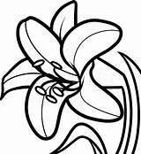 Easter Lilies Draw Dragoart Cliparts Daylily Clipartmag sketch template