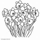 Coloring Daffodils sketch template