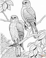 Coloring Hawks Hawk Pages Perched Two Flying Printable Animals Supercoloring Birds sketch template