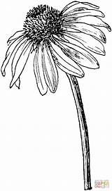 Flower Coneflower Echinacea Coloring Drawing Ink Drawings Clipart Pen Flowers Purple Simple Sketches Pages Cone Line Printable Easy Plant Coneflowers sketch template