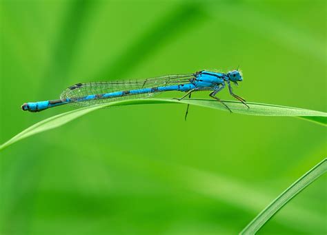 photo blue dragonfly blue dragonfly fly   jooinn