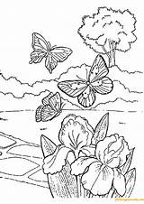 Pages Flying Coloring Butterflies Spring Color Online Adults sketch template
