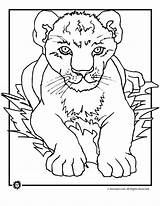 Coloring Pages Lion Cub Cubs Lions Printable Kids Animal Cute Realistic Cartoon Print Roaring Drawing Sheets Bestcoloringpagesforkids Colors Colouring Sketch sketch template