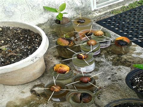 How To Grow An Avocado Tree From Seed Mikes Backyard Nursery