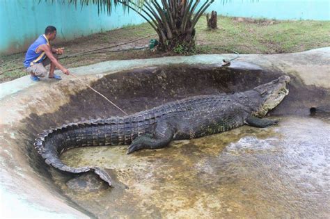 biggest real alligator   world