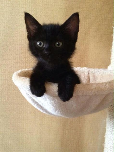 may be the cutest kitten ever cutekitten かわいいペット かわいい子猫 子猫