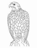 Falcon Peregrine Coloring Pages Getcolorings Printable Color sketch template