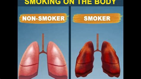 the effects of smoking on the body youtube