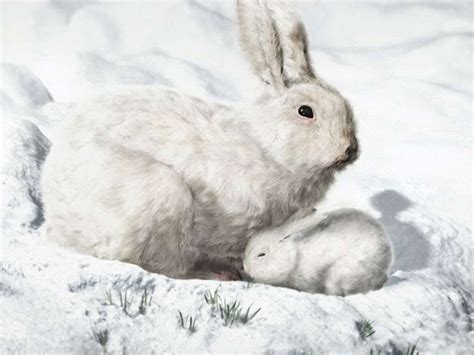 arctic hare info  pictures  wildlife photographs