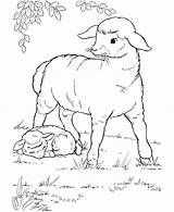 Coloring Sheep Pages Animal Farm Printable Animals Color Kids Print Plate Sheets Lamb Little Found Sheet Colouring sketch template