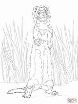 Ferret Coloring Pages Standing Drawing Cute Printable Footed Getdrawings Silhouettes Getcolorings Categories sketch template