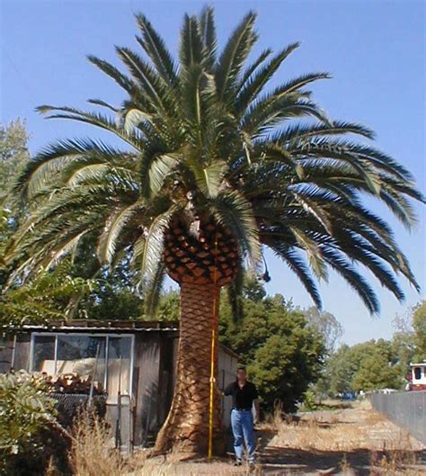 images  palmtrees buy big date palms    date
