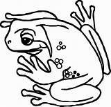 Amphibian Wecoloringpage Svg Cricut sketch template