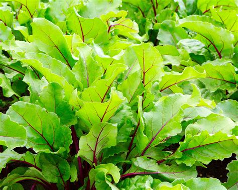 health benefits  beet leaves plant based lifestyle living
